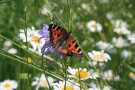 Roter Schmetterling in einer blühenden Wiese