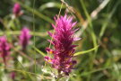 Nahaufnahme einer Pflanze mit pinker Blüte.