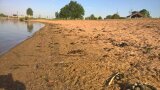 Wildgänse verschmutzen einen Badestrand am Altmühlsee; das Baden macht keinen Spaß mehr. (Foto: C. Wagner/LfL)