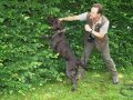 Mann mit Suchhund steht an einer Hecke. 