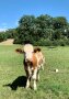 Ein hübsches Kälbchen mit cremefarbenen Haarschopf blickt neugierig in die Kamera.