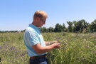 Ein blondhaariger Landwirt steht am Rande eines Feldes und prüft Wick-Roggen-Gemenge.