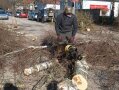 Ein Spürhund sucht an einem gefällten Baum nach Käfern. 