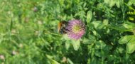 Eine Ackerhummel sitzt auf einer Rotklee-Blüte.