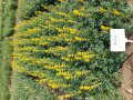 Gelbe Blüten über gefiederten Blättern zeigen die Gelbe Lupine in einem kleinen, quadratischen Versuchsbeet. 