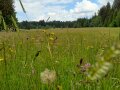 Eine artenreiche Feuchtwiese mit vielen blühenden Blumen. 