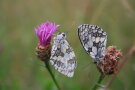 Zwei Schachbrettfalter sitzen auf violetten Blüten