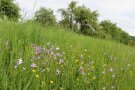 Blühende Sommerwiese mit Streuobst im Hintergrund.