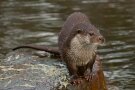 Fischotter sitzt auf einem Stein neben einem Gewässer