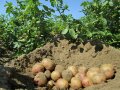 Freigelegte Kartoffeln in einem Kartoffelacker. 