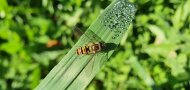 Eine Hainschwebfliege sitzt auf einem Grasblatt mit Tautropfen.