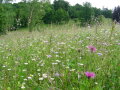 Blühende Sommerwiese.