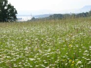 Landschaftsaufnahme einer blühenden Wiese