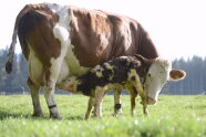 Kuh mit Kalb auf einer Weide