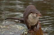 Nahaufnahme Fischotter sitzend auf Stein neben einem Gewässer