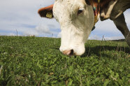 Eine Kuh frisst Gras. Ihr Kopf ist in Nahaufnahme zu sehen. Hinter ihr erstreckt sich blauer Himmer. (Foto: B. Gleixner, LfL)