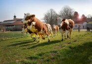 Eine Kuhherde springt auf einer Weide herum