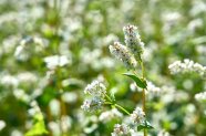 Blühender Buchweizen im Feld.