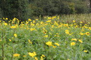 In breiter Fläche wächst die Durchwachsene Silphie, eine Blume mit feinen, gelben Blütenblättern (Quelle: LfL)