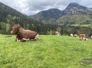 Kühe auf der Weide vor Bergkulisse