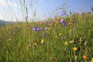 Zu sehen sind viele bunte Blüten in Nahaufnahme einer grünen Wiese. (Foto: LfL)