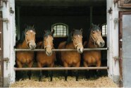 Vier braunfellige Pferde mit schwarzer Mähne stehen nebeneinander im Stall und schauen aus der Stalltür.