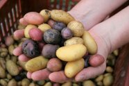 Eine Hand streckt sich über einen Korb; in der Hand liegen viele bunte Kartoffeln.