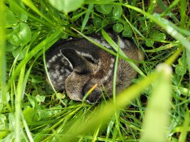 Rehkitz versteckt im Gras