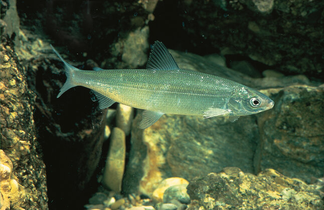 Fisch im Wasser