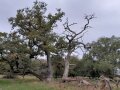 Im zentralen Blickfeld steht ein großer, mehrstämmiger Baum. Ein skurill, laubloser Stamm ragt rechts in den Himmel. Im Hintergrund sind weitere Bäume zu sehen. (Quelle: LfL)