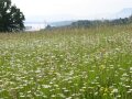 Blühende Wiese mit See im Hintergrund