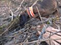 Ein Oberbayerischer Gebirgsschweisshund mit orange-grauem Halsband und einer Warnmanschette am Körper schnuppert vornübergebeugt intensiv im Gehölz, um Spuren des ALB aufzufinden. (Quelle: LfL)