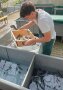 Fischwirt beim Sortieren der Fische. 