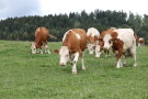 Rinder auf der Weide