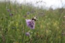 Eine Schwebfliege sitzt auf einer violetten Blüte