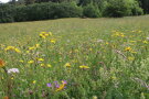 Bunt blühende Wiese