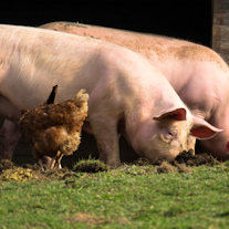 Schwein und Huhn