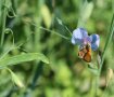 Ein orange-braunschwarzer Falter sitzt an einer lila Blüte.