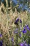 Blau blühende Blumen in einem Getreidefeld