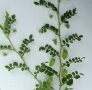 Grüne Pflanzenteile einer Kichererbsenpflanze mit mehreren grünen Hülsen