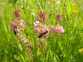 Insekten auf rosa Blüten in einem Feld stehend