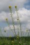 Gelb blühende Blume in einem Getreidefeld