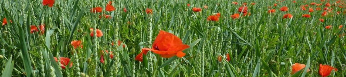 Ökologisches Getreide mit Mohn