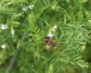 Eine Biene sitzt auf einer kleinblühenden, helllilafarbenen Blüte an einer grünen Pflanze