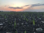 Gersten- und Linsenpflanzen im ersten Feldaufgang, im Hintergrund ein Sonnenuntergang