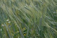 Getreide im Feld mit zusätzlich gelb und blau blühenden Pflanzen im Feld