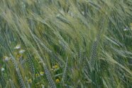 Getreide im Feld mit zusätzlich gelb und blau blühenden Pflanzen im Feld