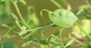 Nahaufnahme einer Linsenpflanze mit Blüte und Hülse