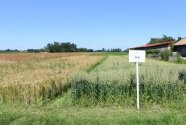 Feld mit zwei Parzellen, vor der rechten Parzelle steht ein Feldschild