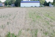 Feld mit reifem Getreide und grünen Pflanzen dazwischen